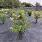 Hortenzia metlinatá (Hydrangea paniculata) ´VANILLE FRAISE´® - výška 20-30 cm, kont. C2L